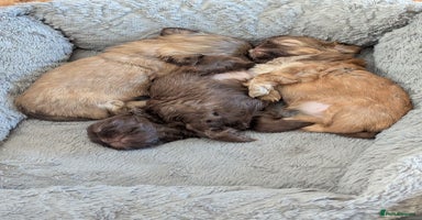 Shih Tzu dogs - Advert 6
