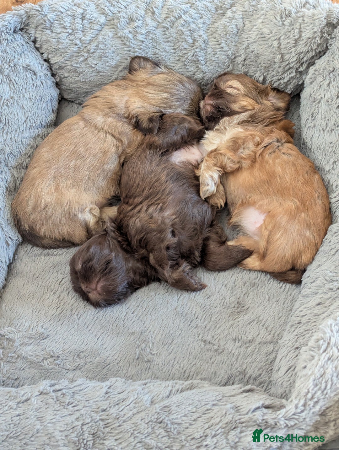 Shih Tzu dogs for sale: Imperial Shitzus - Image 1
