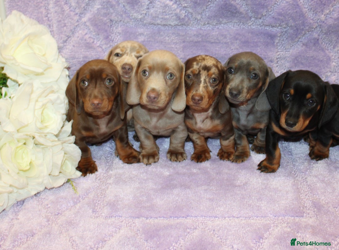 Miniature Dachshund dogs for sale: Kc registered miniature Dachshund puppies  - Image 1