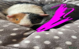 Guinea Pig rodents for sale: Wiggie Guinea pig - Image 5