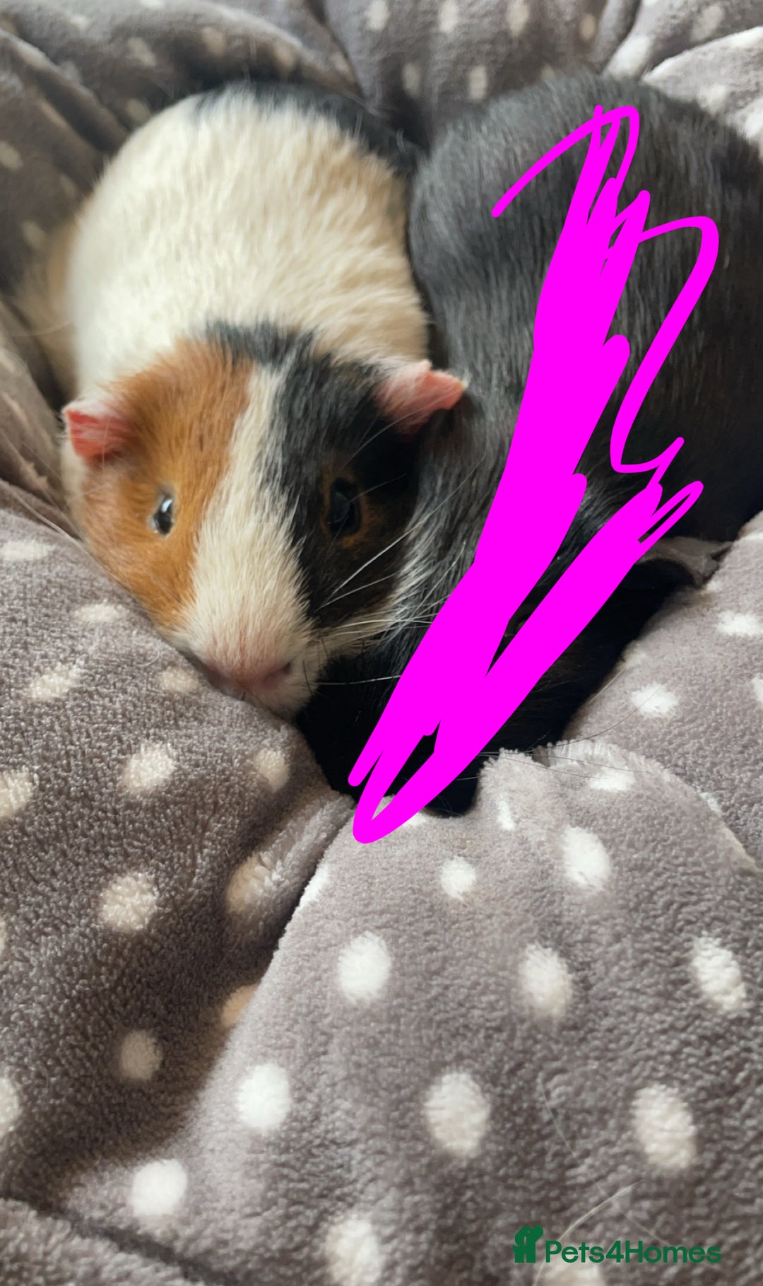 Guinea Pig rodents for sale: Wiggie Guinea pig - Image 5