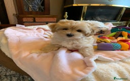 Maltipoo dogs for sale: Beautiful maltipoo puppies looking for new homes  - Image 12