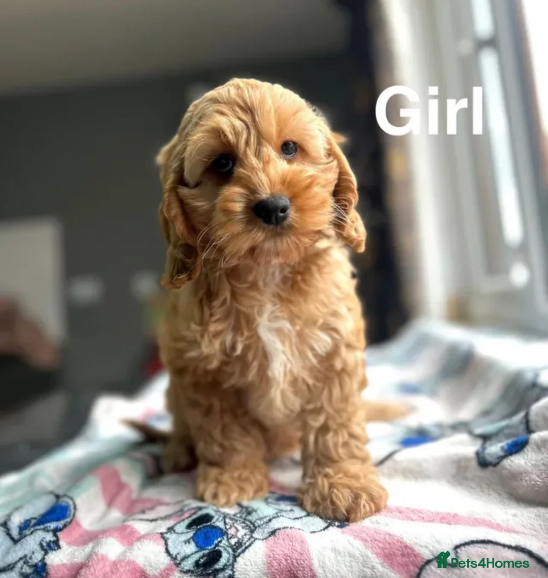 Cockapoo dogs for sale: Stunning f1 cockapoo girls ready now  - Advert 2