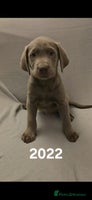 Labrador Retriever dogs Stunning silver Labradors - Advert 1