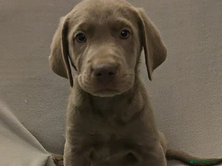 Labrador Retriever dogs Stunning silver Labradors - Advert 13