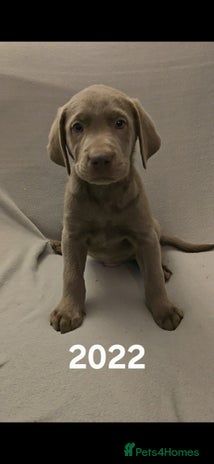 Labrador Retriever dogs Stunning silver Labradors - Advert 11