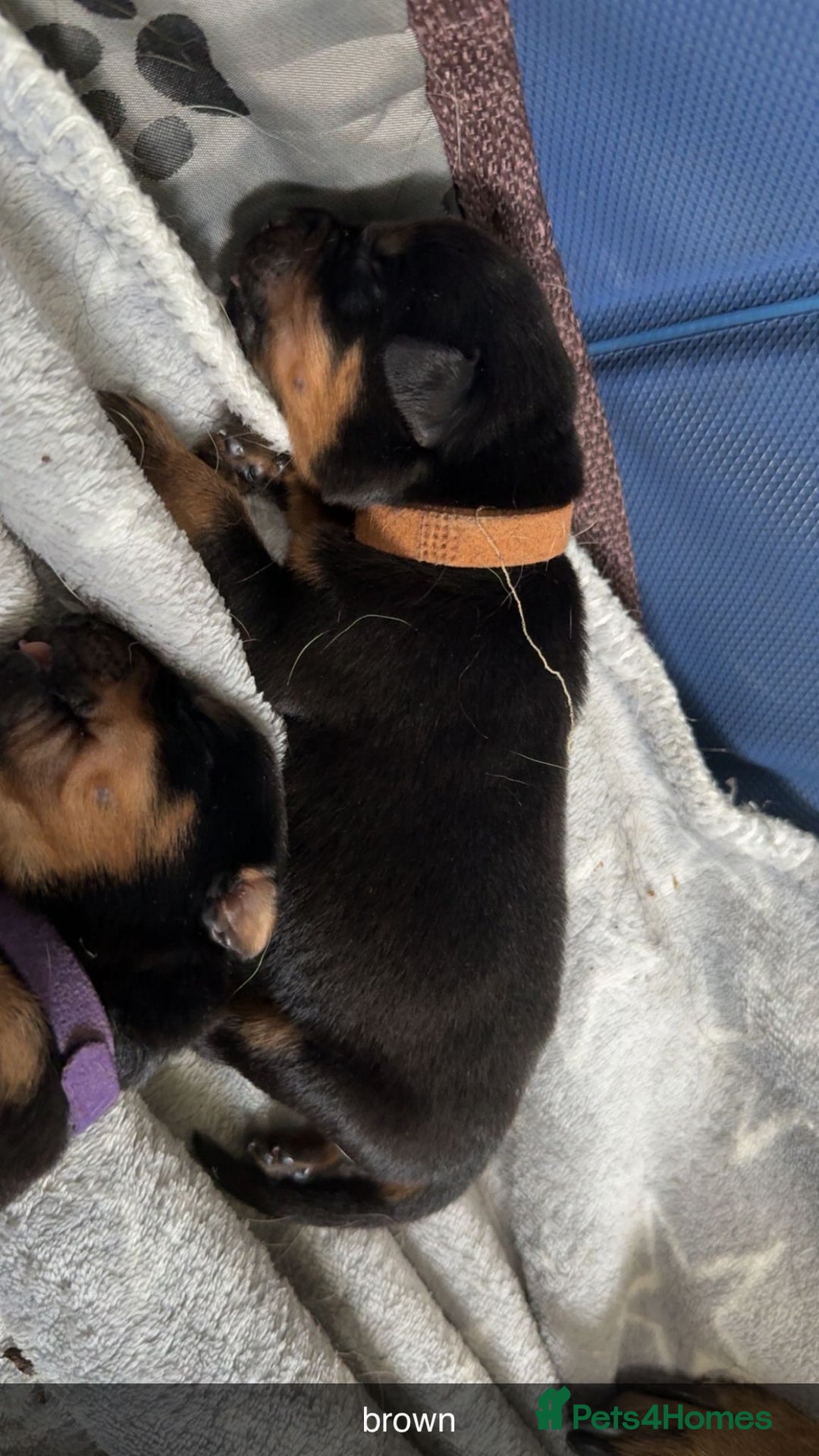 Rottweiler dogs for sale: Rottweiler puppies  - Image 17