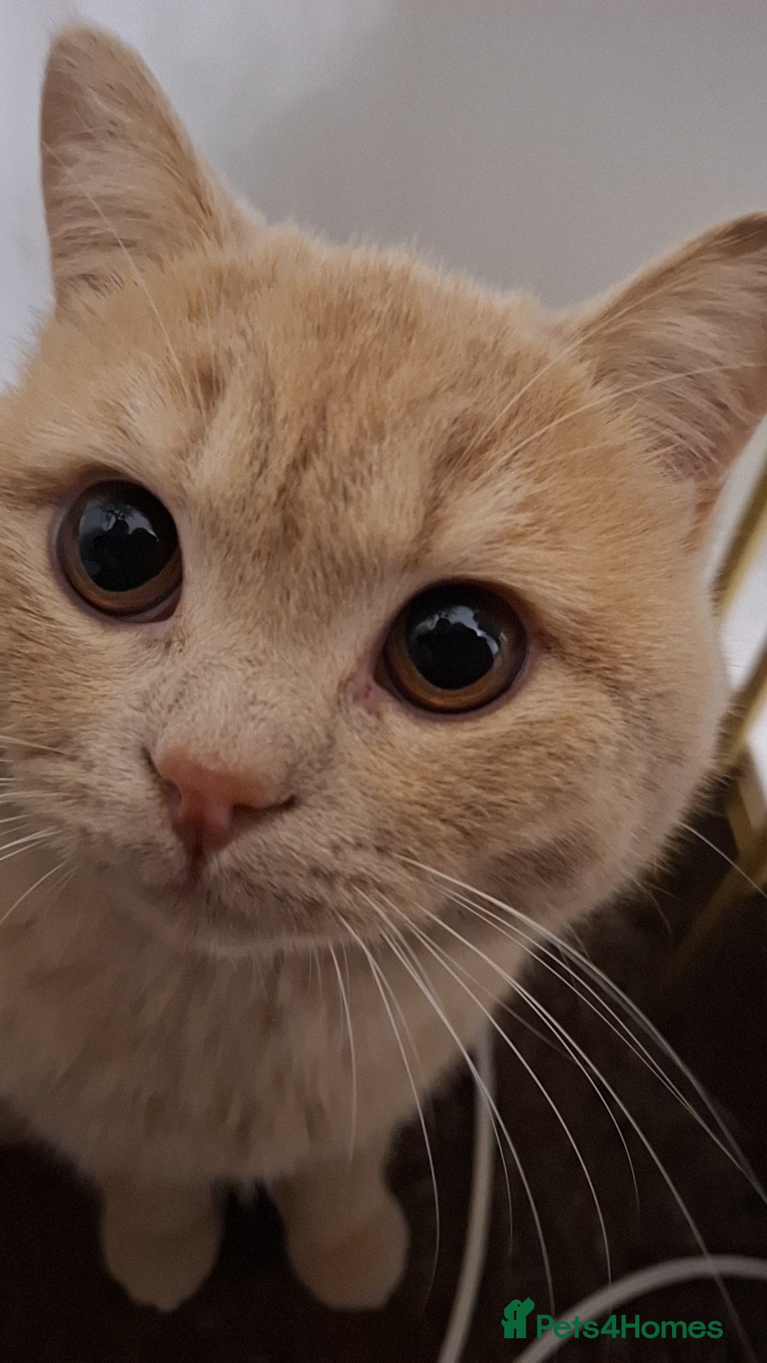 British Shorthair cats for sale: Lovely purebred male British Shothair  - Advert 3