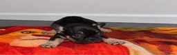 French Bulldog dogs for sale: French Bulldogs (healthy & friendly B&G litter)🐶 - Advert 7
