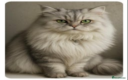Persian cats for stud: Chinchilla Persian Silver Tip Stud - Image 1