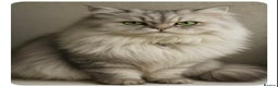 Persian cats for stud: Chinchilla Persian Silver Tip Stud - Advert 1