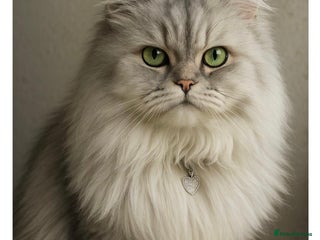 Persian cats for stud - Advert 1