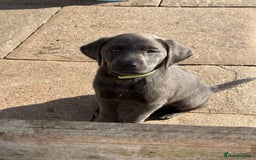 Labrador Retriever dogs for sale: KC Silver, Charcoal & Black Labs for sale - Image 13
