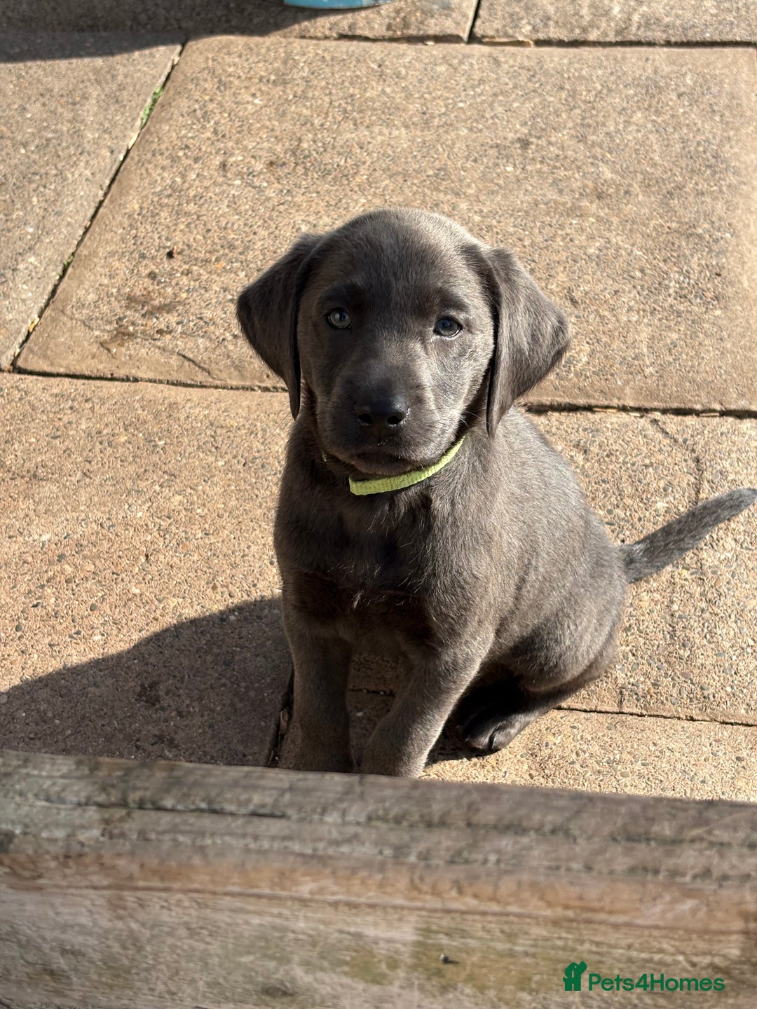 Labrador Retriever dogs for sale: KC Silver, Charcoal & Black Labs for sale - Image 13