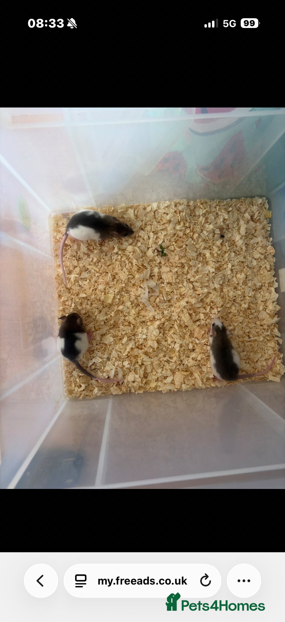 Rat rodents Beautiful rats for sale  - Advert 2