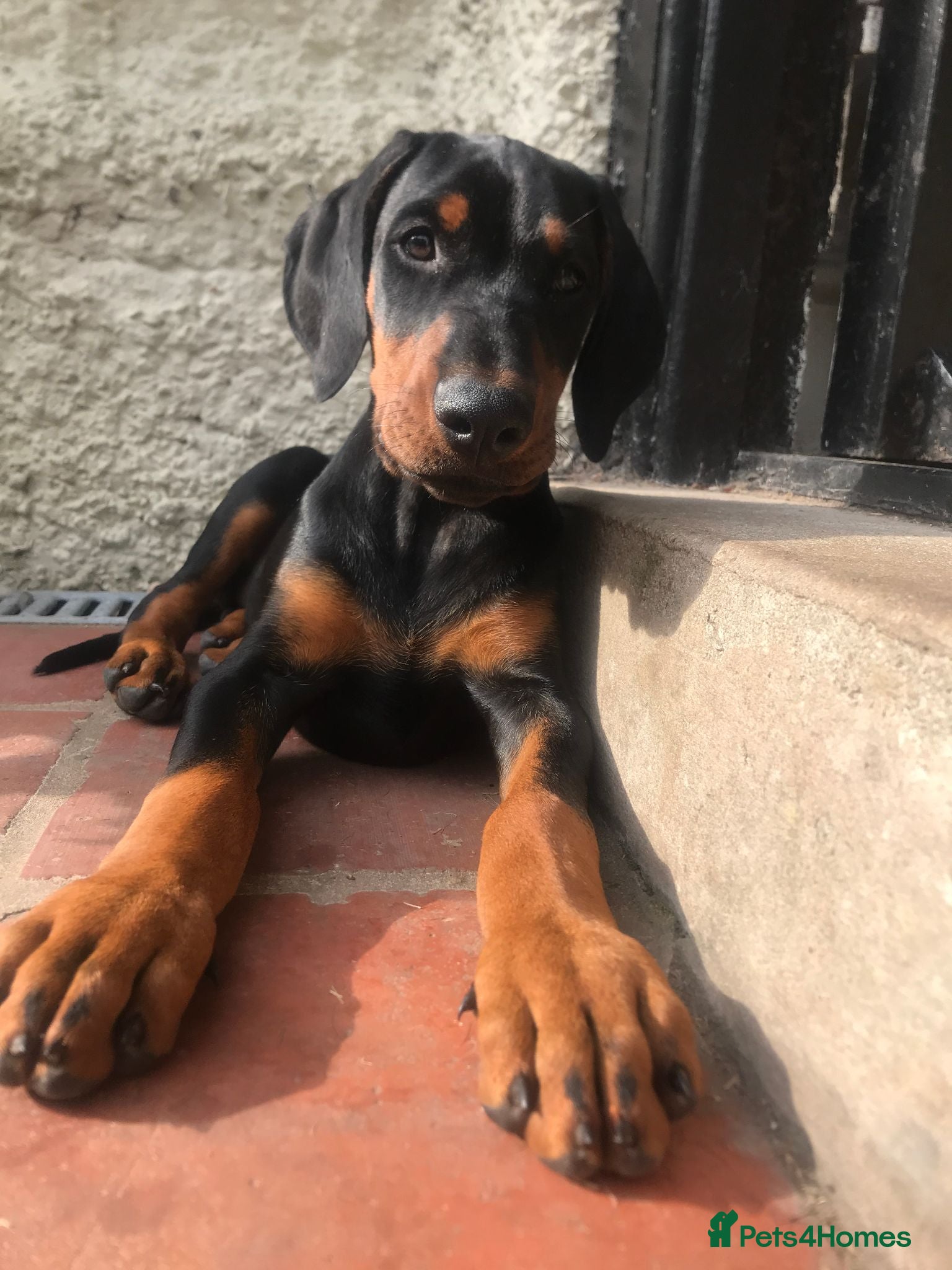 Dobermann dogs Mr Blue- A Veritable Show Doberman - Advert 2