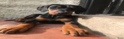 Dobermann dogs for sale: Mr Blue- A truly Free Range Doberman - Advert 7
