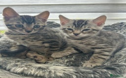 Bengal cats for sale: Bengal Kittens for Sale – Girl & Boy 🐆💛 - Image 5