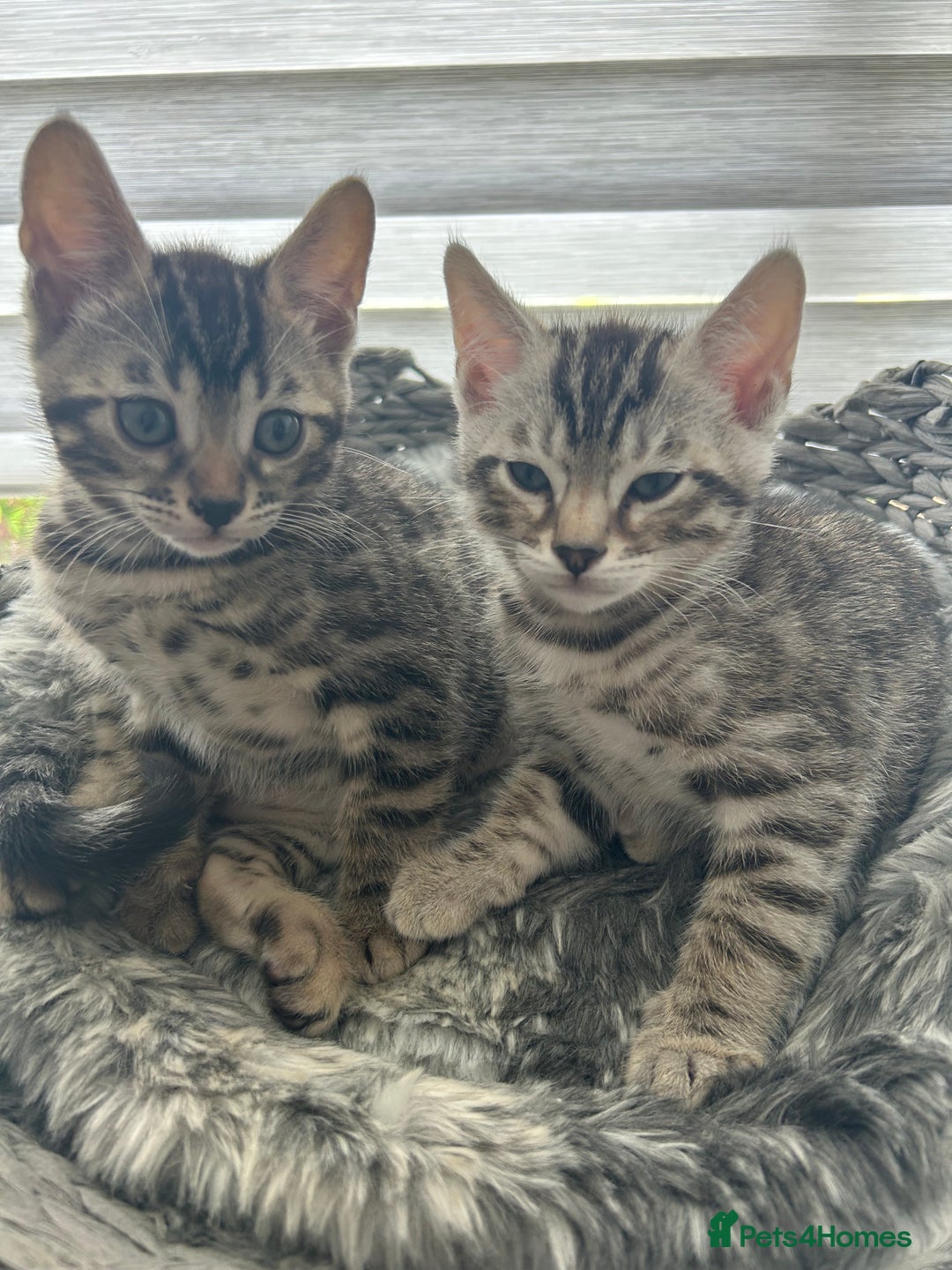 Bengal cats for sale: Bengal Kittens for Sale – Girl & Boy 🐆💛 - Image 5