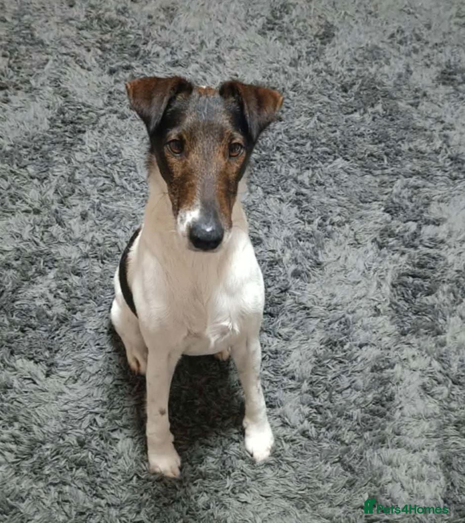Fox Terrier dogs LOVELY LOKI LOOKING FOR LOVE - Advert 3