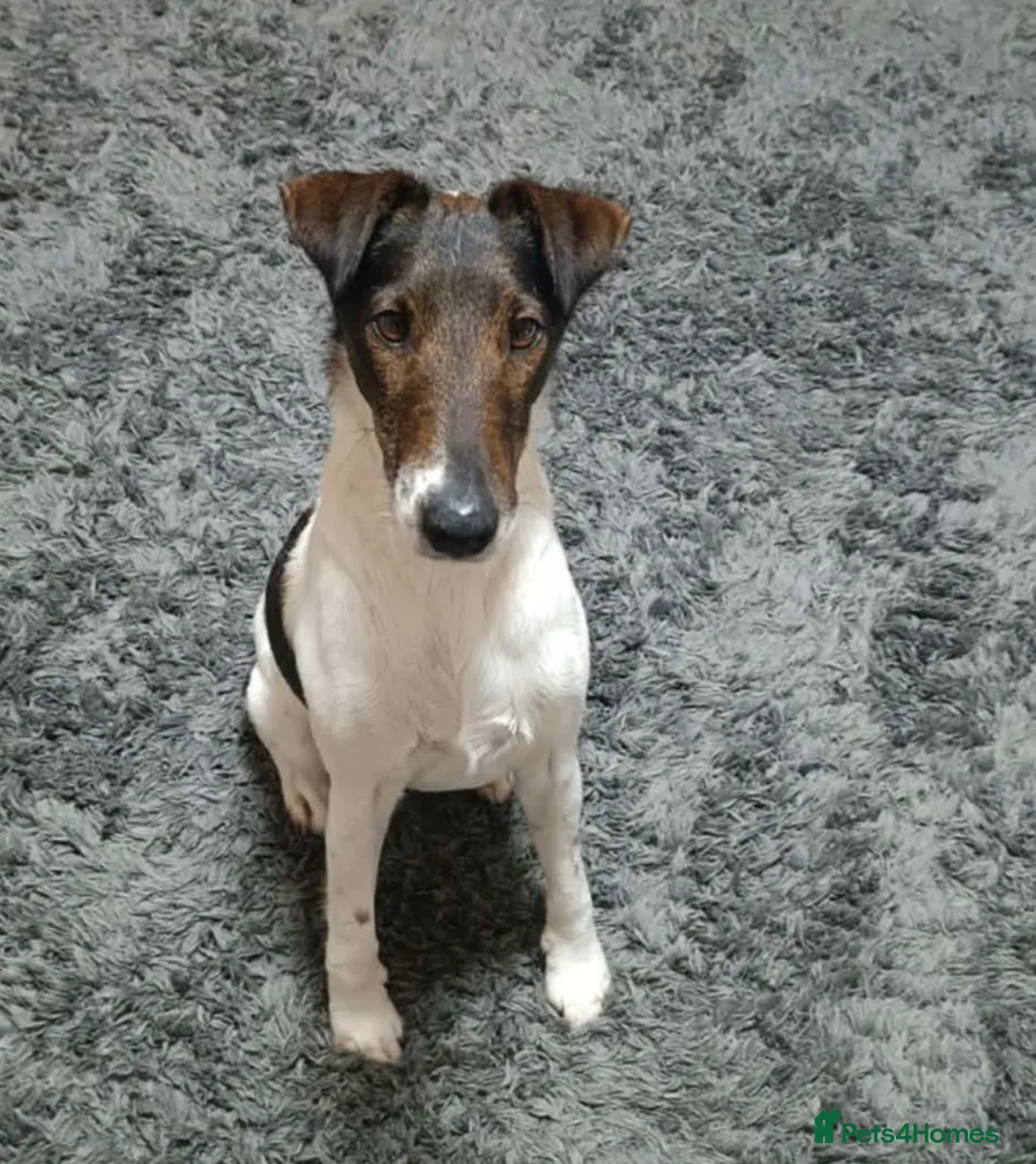 Fox Terrier dogs for adoption: LOVELY LOKI LOOKING FOR LOVE - Advert 1
