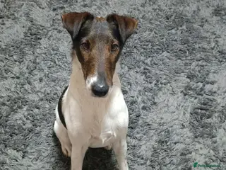 Fox Terrier dogs LOVELY LOKI LOOKING FOR LOVE - Advert 3