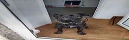 Cane Corso dogs for sale: Zara  in Cleckheaton - Advert 9
