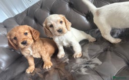 Cocker Spaniel dogs for sale: Sold  - Image 8