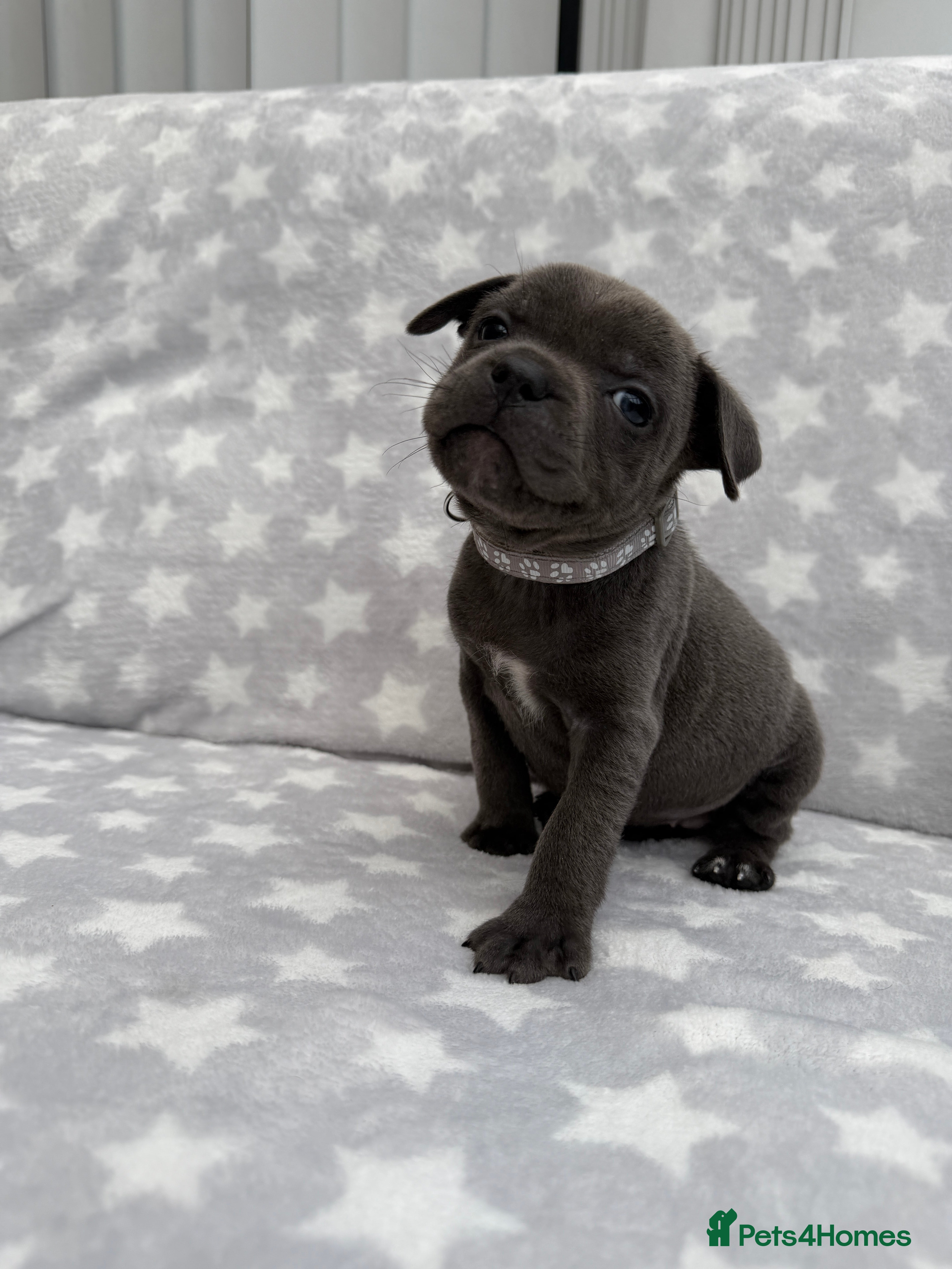 Staffordshire Bull Terrier dogs Kc blue staffordshire bullterrier puppies - Advert 2