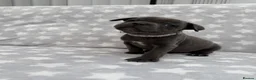 Staffordshire Bull Terrier dogs for sale: Kc blue staffordshire bullterrier puppies - Advert 2