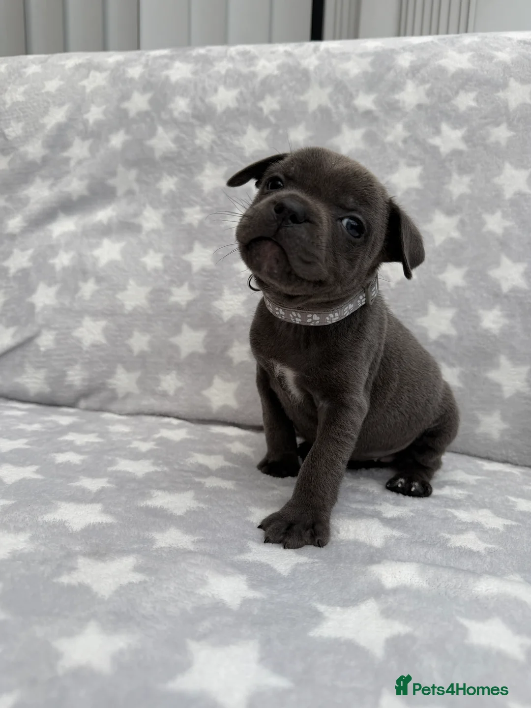 Staffordshire Bull Terrier dogs for sale: Kc blue staffordshire bullterrier puppies - Advert 2