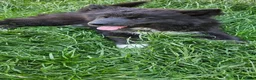 Siberian Husky dogs for sale: Ready to go ! Siberian Husky - Advert 4
