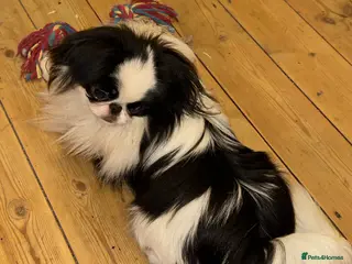 Mixed Breed dogs Unique Jatese puppies (toy breed) - Advert 3