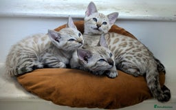 Bengal cats for sale: TICA Registered Snow Bengal kittens  - Image 1