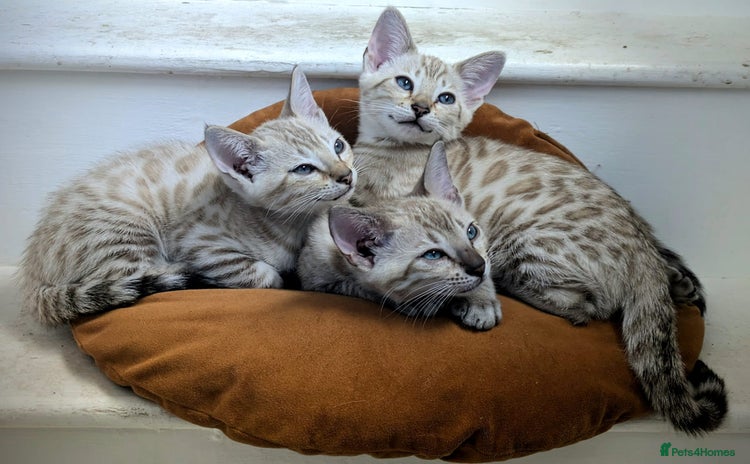 Bengal cats - Advert 1