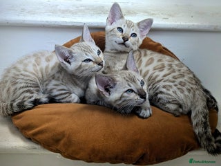 Bengal cats - Advert 4