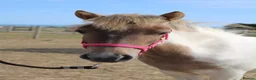 Shetland pony horses for sale: Shetland Cross Yearling Filly in Ramsgate - Advert 4