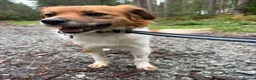 Mixed Breed dogs for adoption: Bambi - Norwich Norfolk  - Advert 7