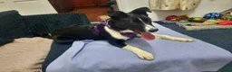 Border Collie dogs for sale: Collie girl pup  - Advert 2