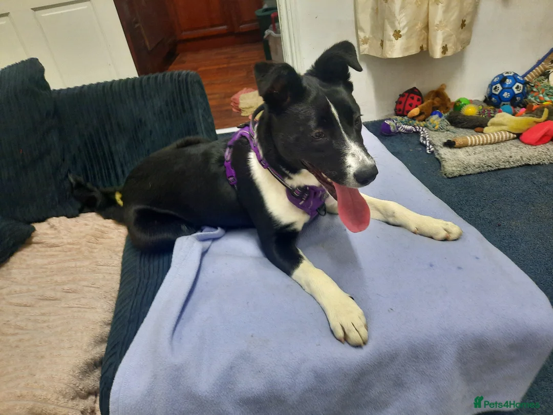 Border Collie dogs for sale: Collie girl pup  - Advert 2