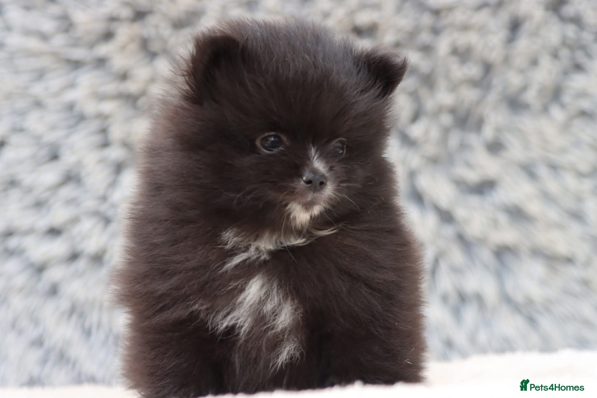 Pomeranian dogs Beautiful male and female Pomeranian for sale  - Advert 2
