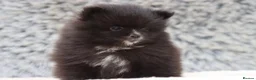 Pomeranian dogs for sale: Beautiful male and female Pomeranian for sale  - Advert 2