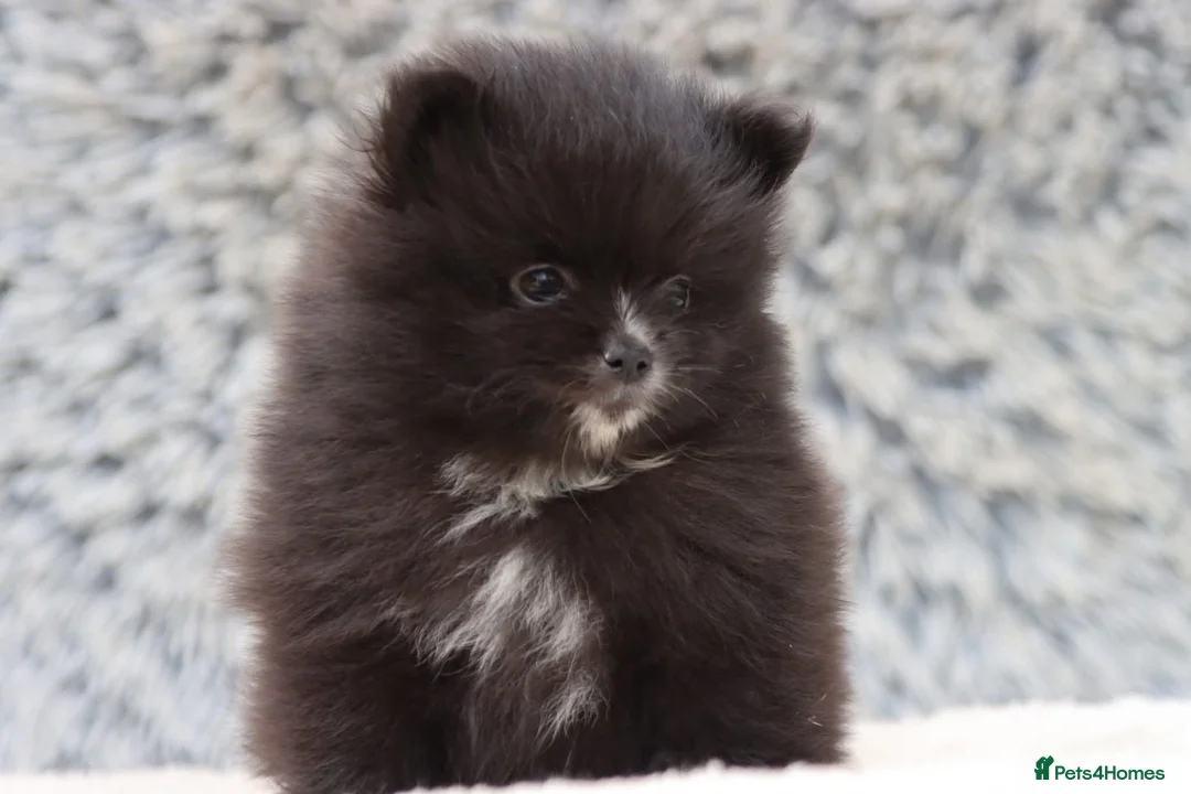 Pomeranian dogs for sale: Beautiful male and female Pomeranian for sale  - Advert 2