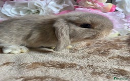 Mini Lop rabbits for sale: 💖💙Friendly & adorable Pure bred mini lop babies  - Image 12