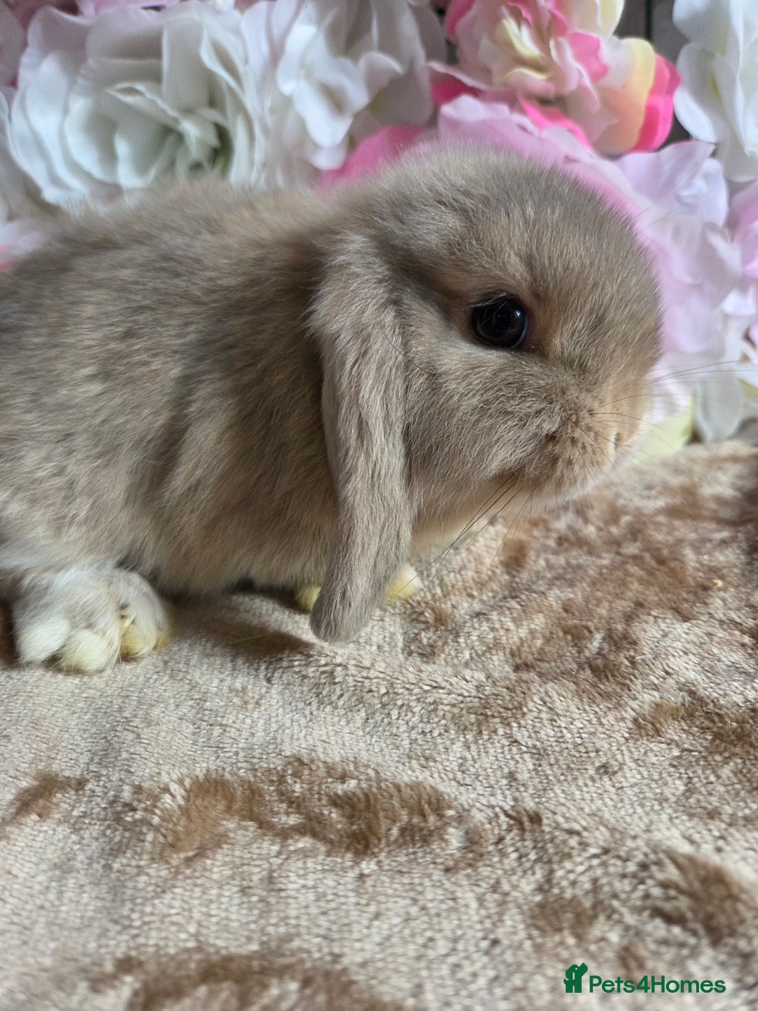 Mini Lop rabbits for sale: 💖💙Friendly & adorable Pure bred mini lop babies  - Image 12