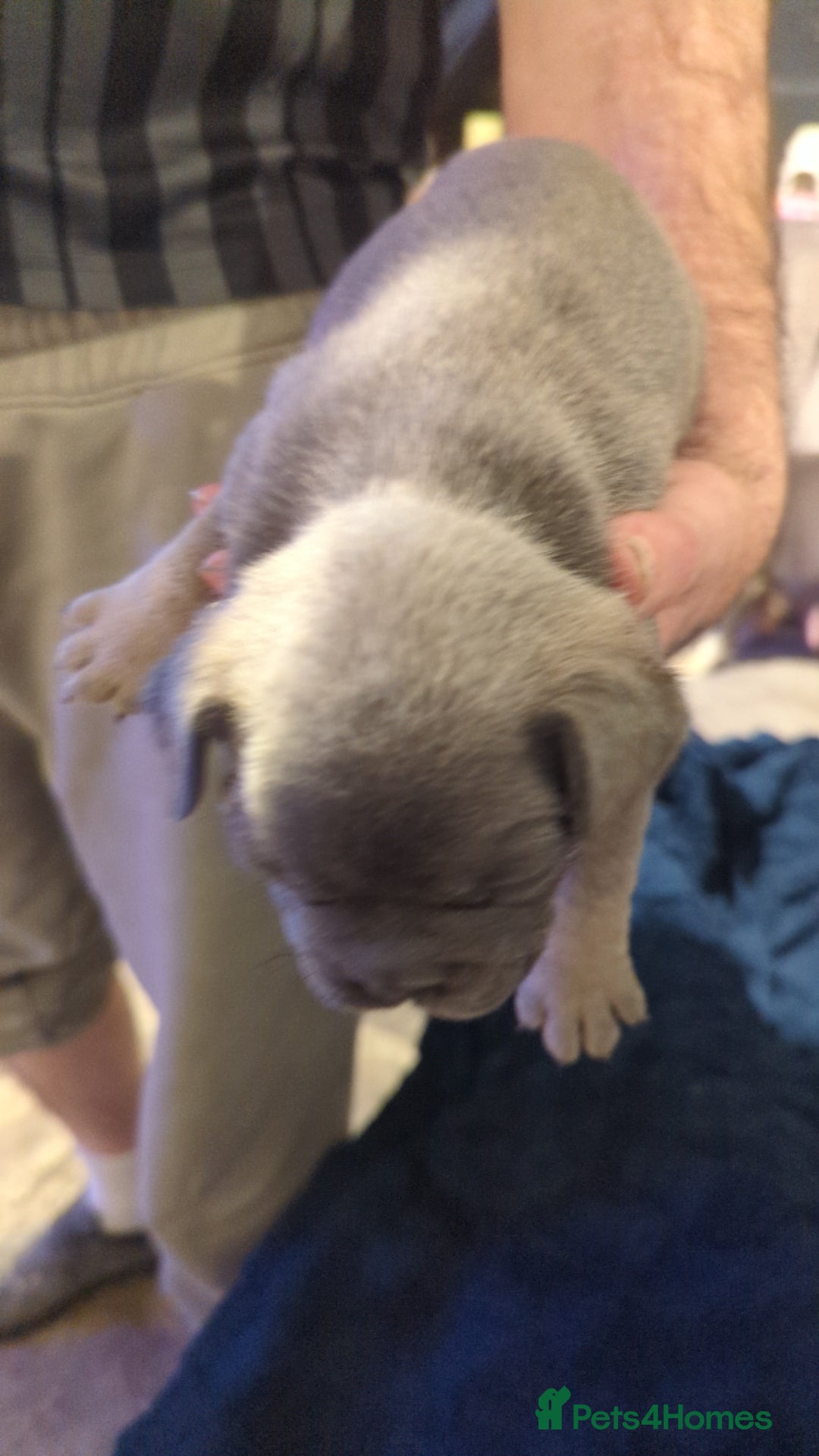 French Bulldog dogs for sale:  🐶 Adorable French Bulldog Puppies December! 🐶 - Image 5