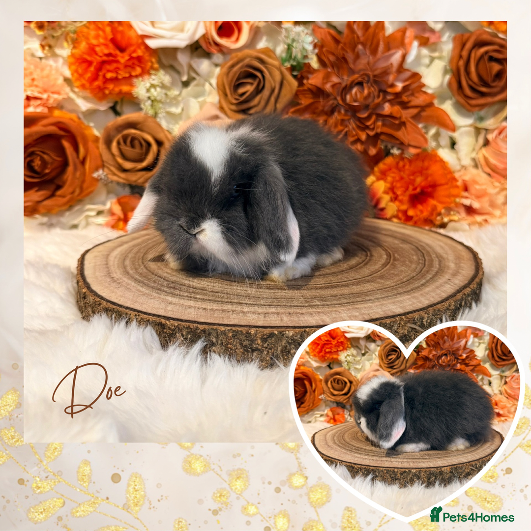 Mini Lop rabbits for sale: VACCINATED PUREBRED MINI LOPS  - Advert 3