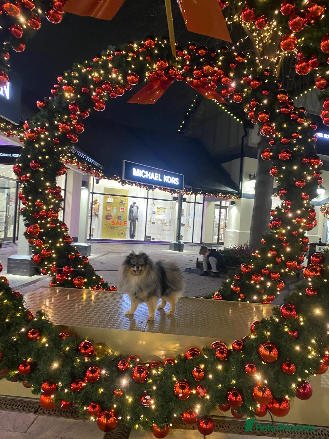 Pomeranian dogs for stud: Merle Pomeranian Stud  in Liverpool - Advert 11