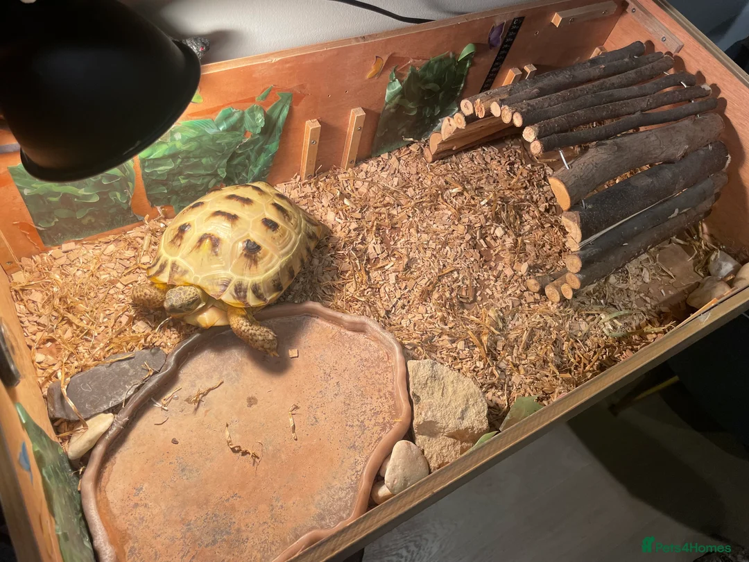 Tortoise reptiles for sale: Horsefield Tortoise with Full enclosure and set up in Harrow - Advert 2
