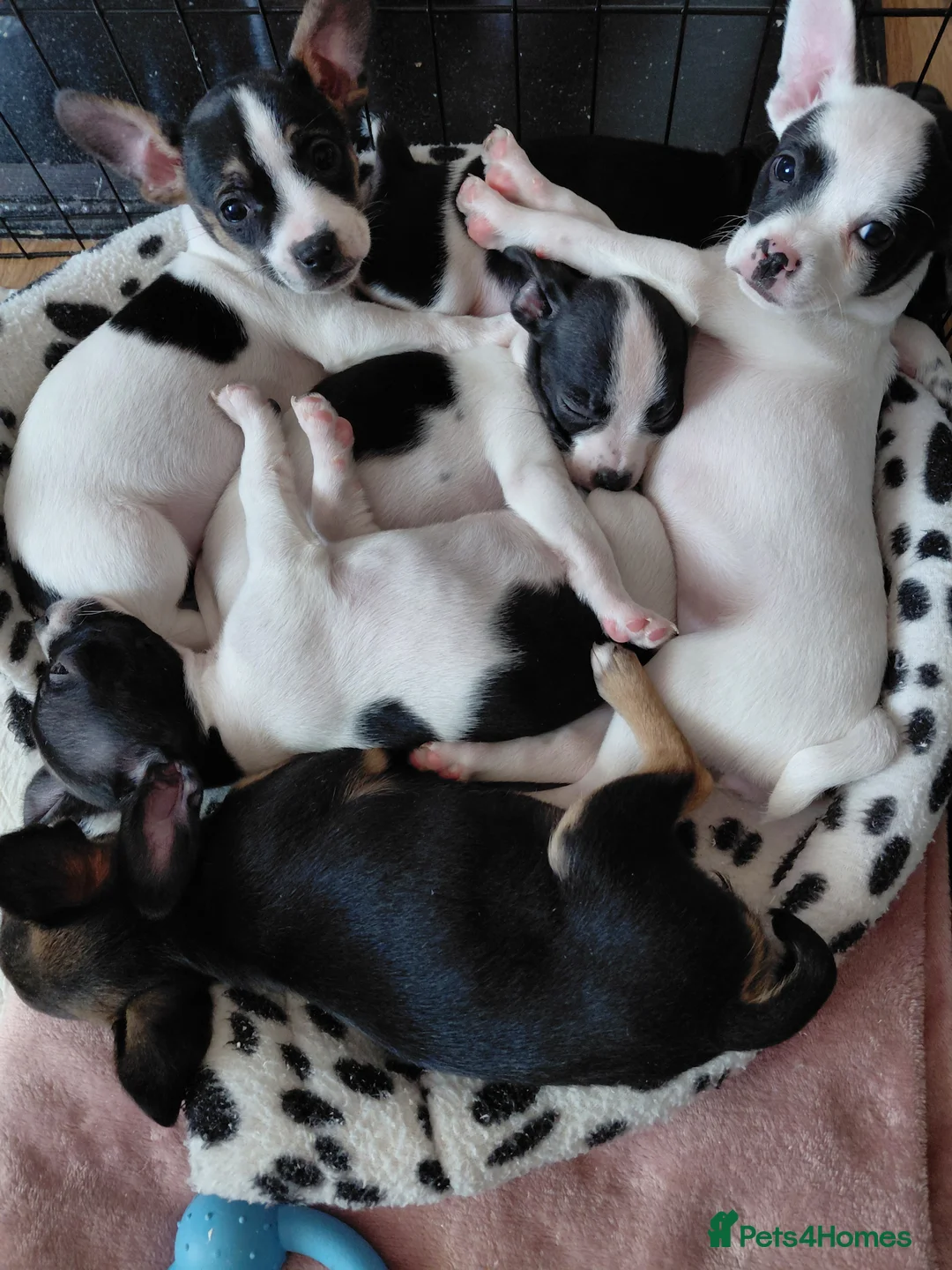 Mixed Breed dogs for sale: Chiuhua x jack x french bulldog puppies for sale  - Advert 2